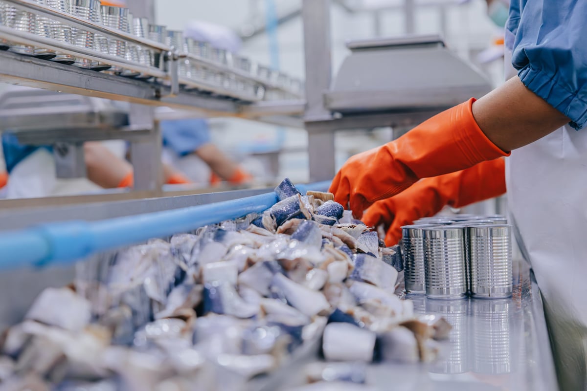 Workers packing processed food into tins on a cannery production line
